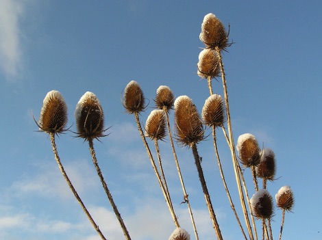 Teasels in snow